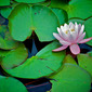 The Pond.