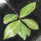 Bay Laurel