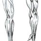 Life Drawing: Muscle