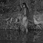 siren*********