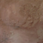 Three Trees (Brown)