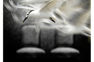 Patrick Burke