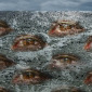 I became all eyes-2009