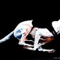 Dog 1 (Canine Pink 1)