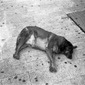 Dogs, going to the
