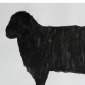 New animal