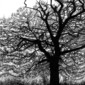 Silhouette