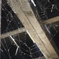 Web and wood