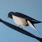 Swallow