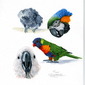 Murray's birds