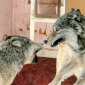 Abandoned Room With Wolves