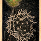 Virus