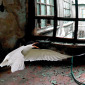 Abandoned Room With Bird