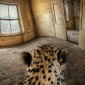 Abandoned Room With Cheetah