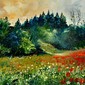 Red poppies in Houroy