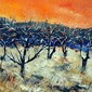 Apple trees in winter