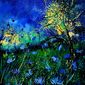 Wild cornflowers 452