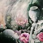 opium poppies