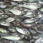 sardines