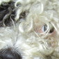 Allegra
