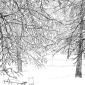 Cold rain