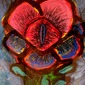 love rose 1