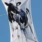 Antipodes kites III