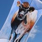 Antipodes kites V