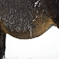 brown Horse with Icicles