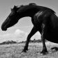Dino Horse