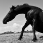 Dino Horse