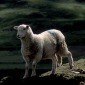 A Lone Sheep