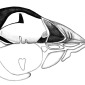 Puffin