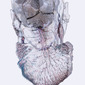 cranium print