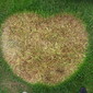 Heart of grass.