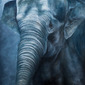 Baby Blue Elephant