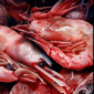 Prawns