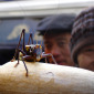 Grasshopper