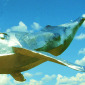 Whale-freight (return flight)
