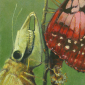 Gothic Moths