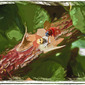 Ladybug