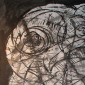 PROCESS IV