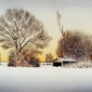 Frosty Morning