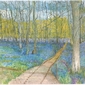 The blue bell wood