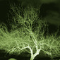 tree 2