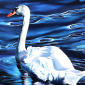 Swan