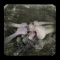 still life with onions