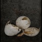 still life-eggs