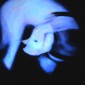 Lilith Milkyway