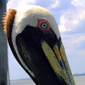 Pelican I am I am